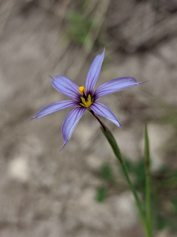 Sisyrinchium halophilum — search result for 'Sisyrinchium'