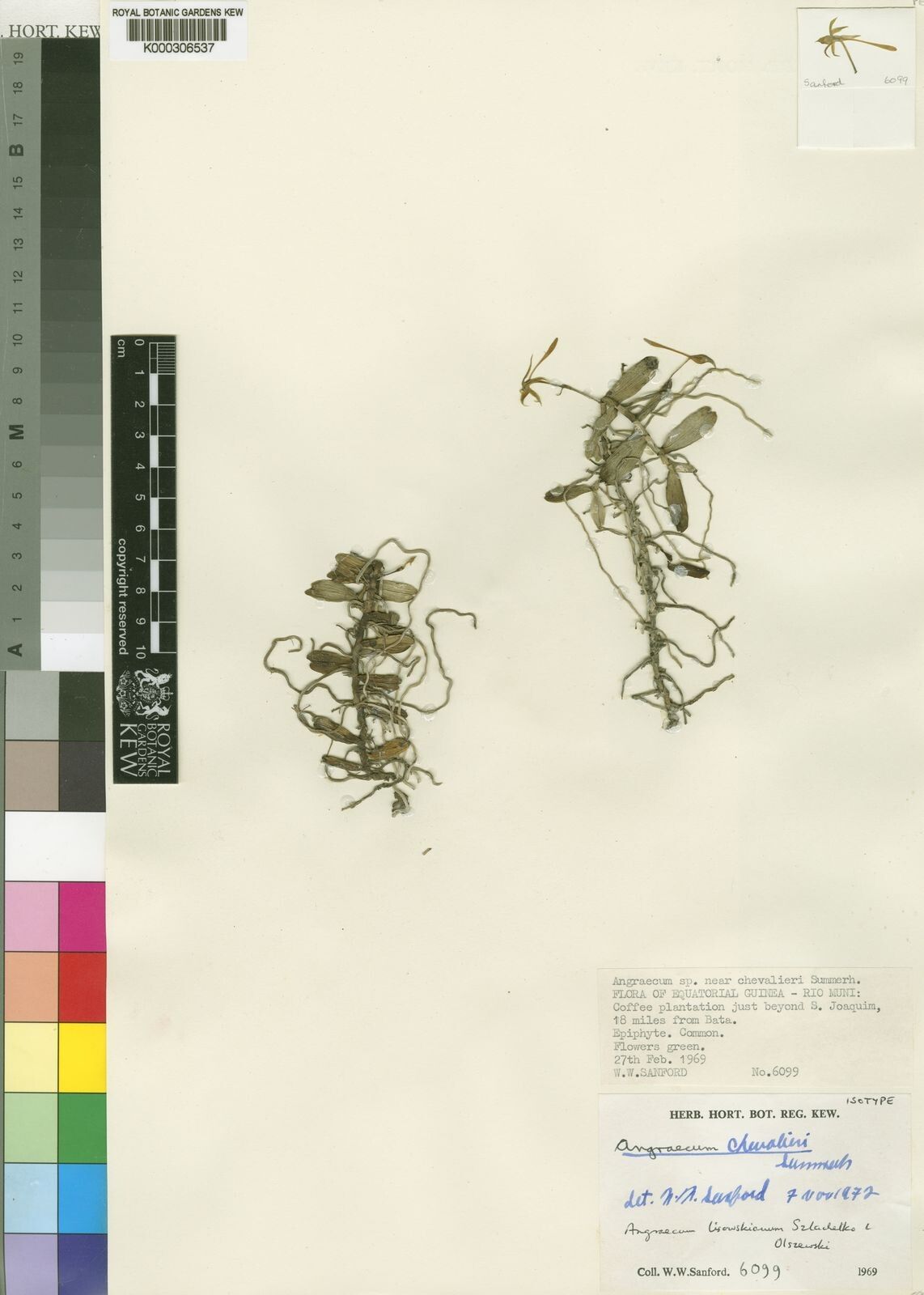 Angraecum lisowskianum — houseplant care guide