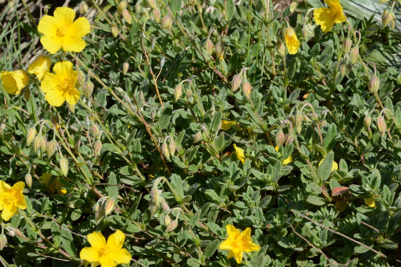 Helianthemum lunulatum leaf