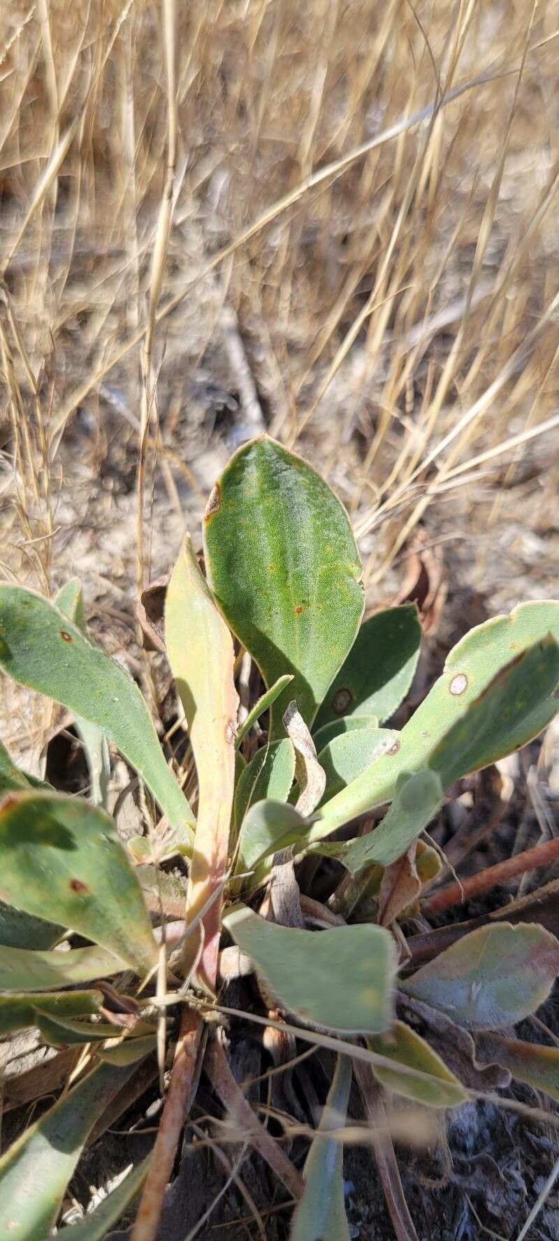 Limonium cuspidatum — houseplant care guide