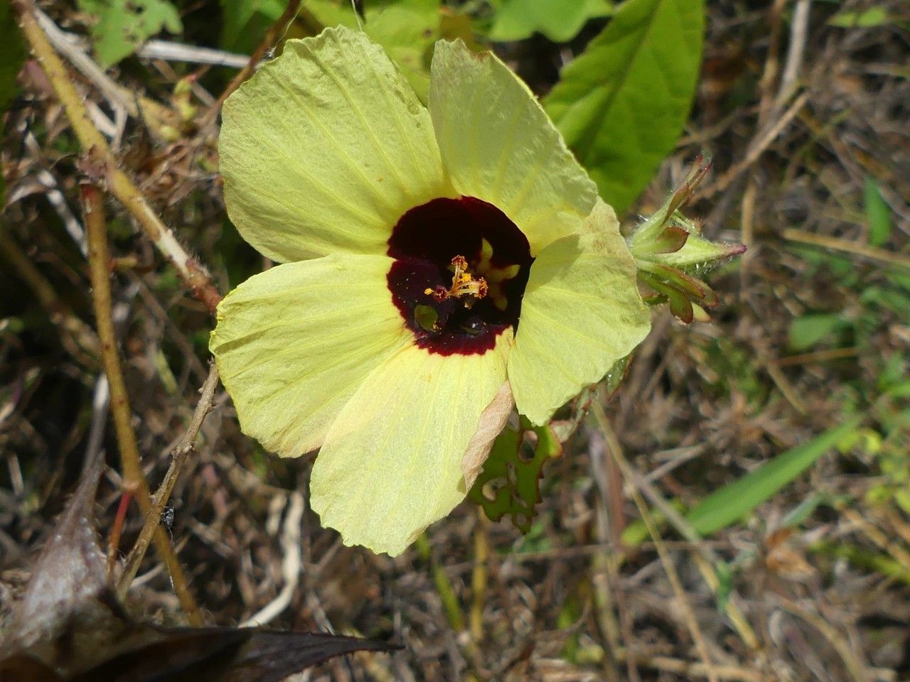 Hibiscus surattensis flower