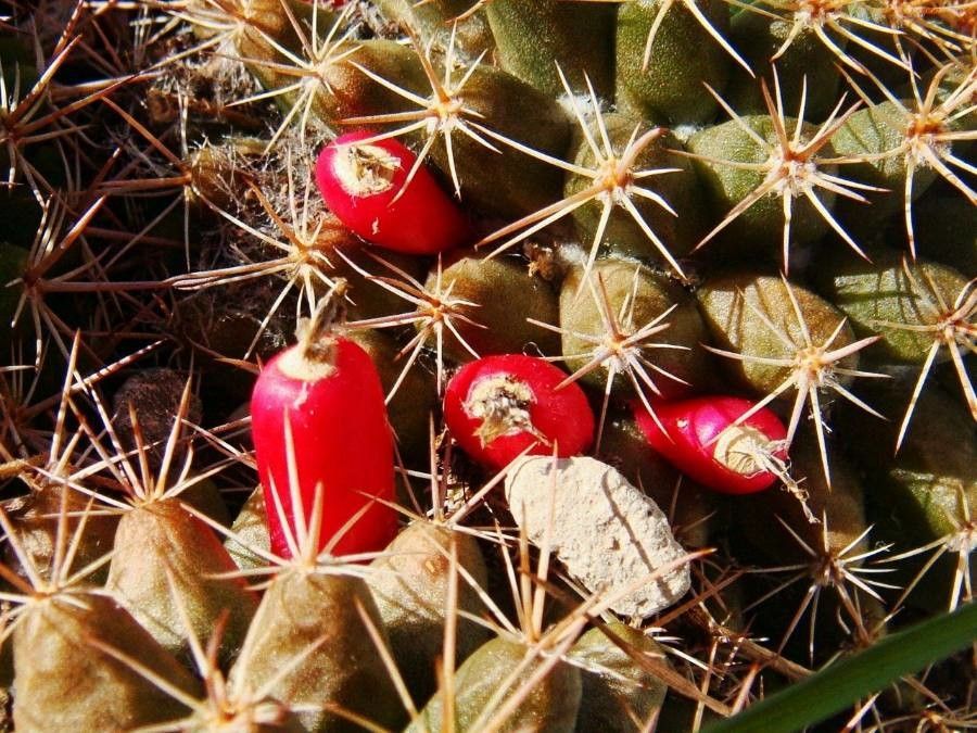 Mammillaria heyderi fruit