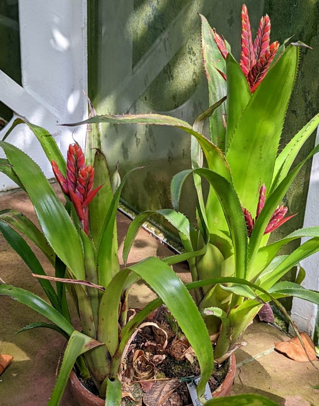 Aechmea tillandsioides — search result for 'Aechmea'