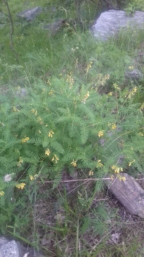 Astragalus penduliflorus flower