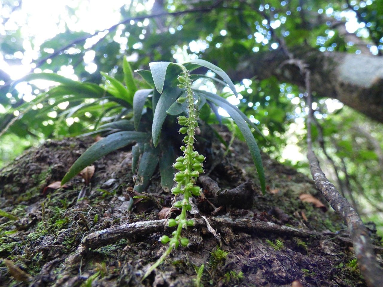Oberonia disticha fruit
