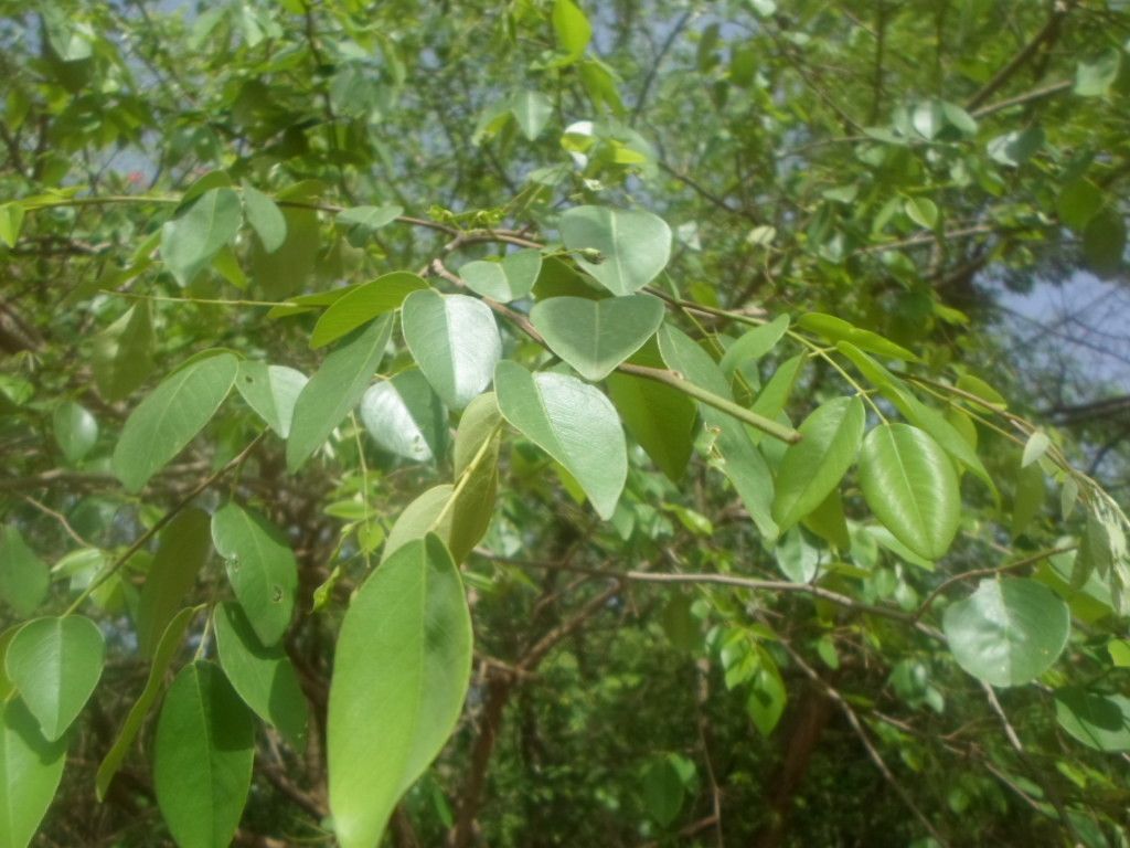 Pterocarpus lucens — search result for 'Pterocarpus'