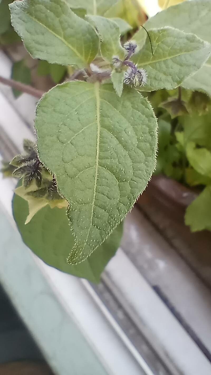 Jaltomata procumbens — search result for 'Ecuador'