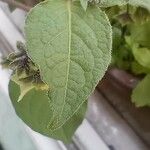 Jaltomata procumbens