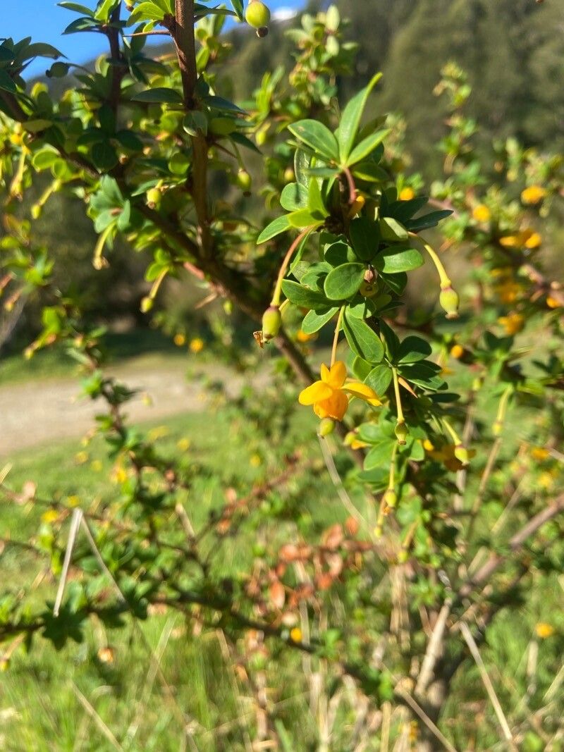 Berberis microphylla flower