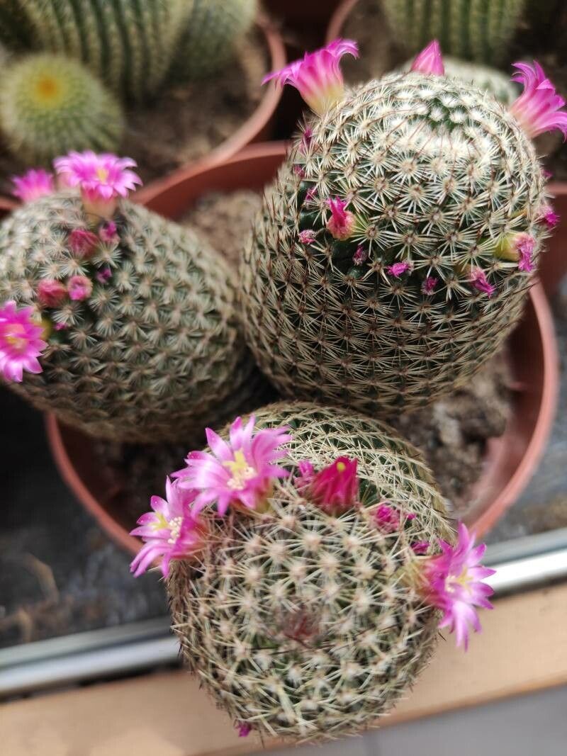 Mammillaria multidigitata habit