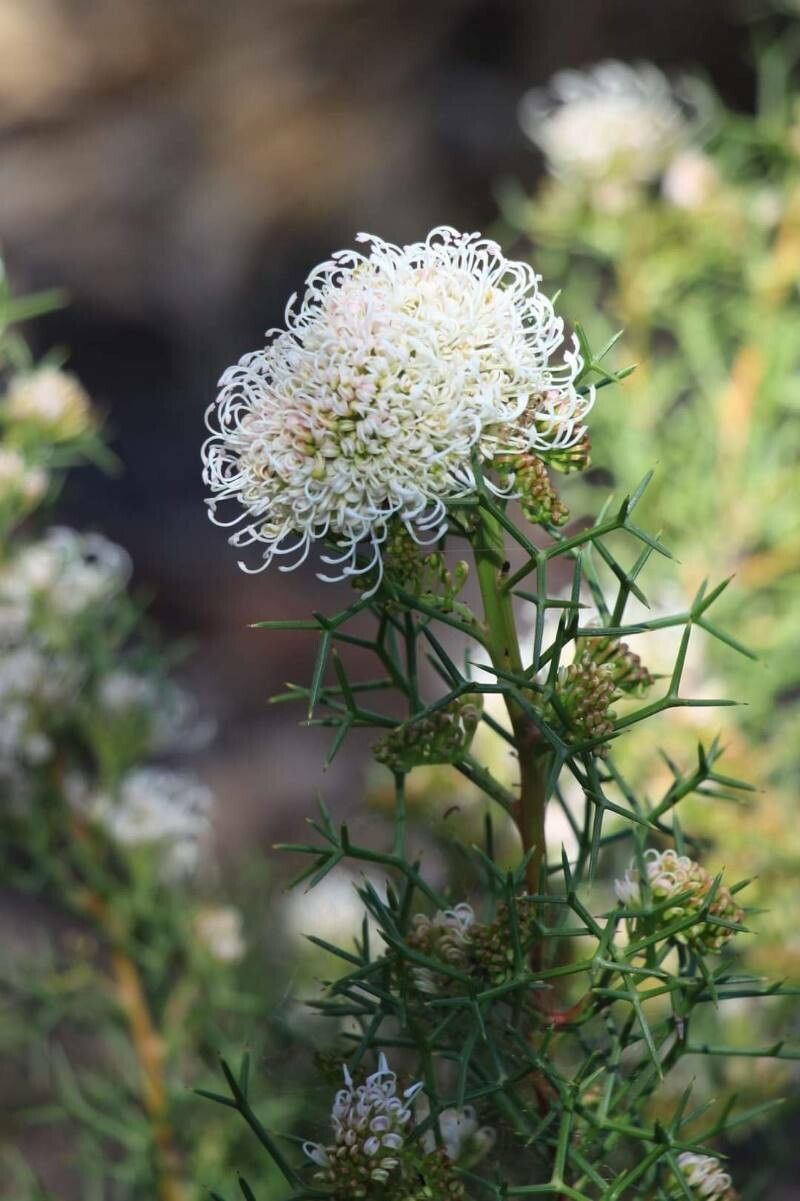 Grevillea teretifolia — search result for 'Grevillea'