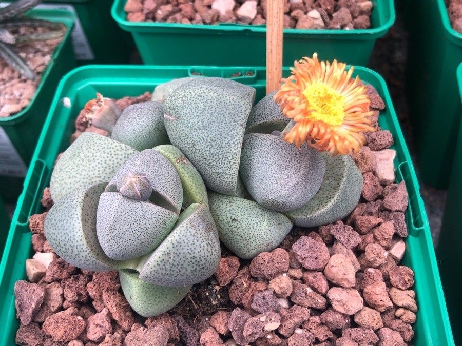 Pleiospilos nelii — difficulty difficulty houseplant