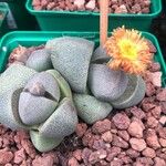 Pleiospilos nelii