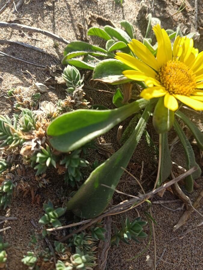 Pallenis maritima — houseplant care guide