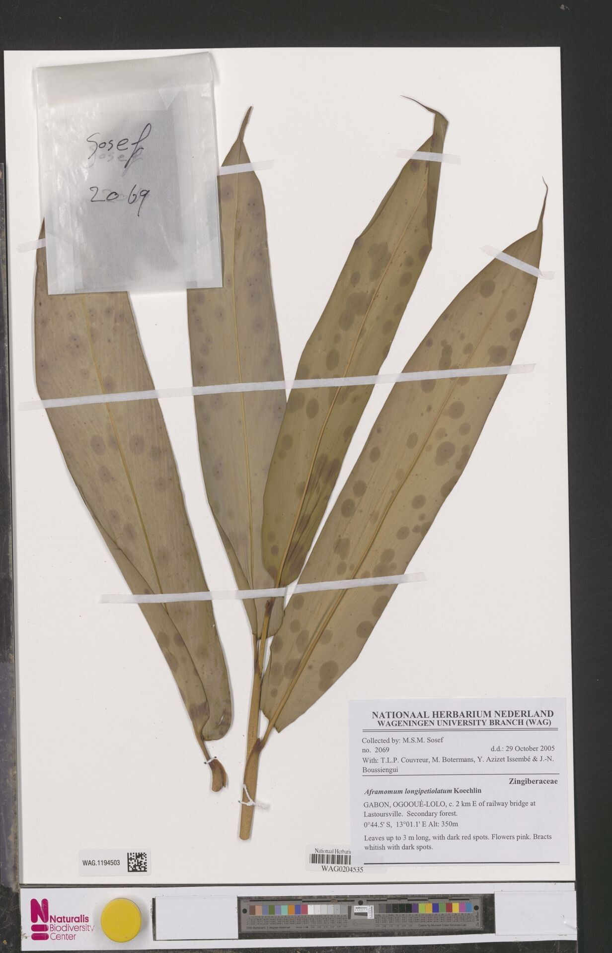 Aframomum longipetiolatum — houseplant care guide