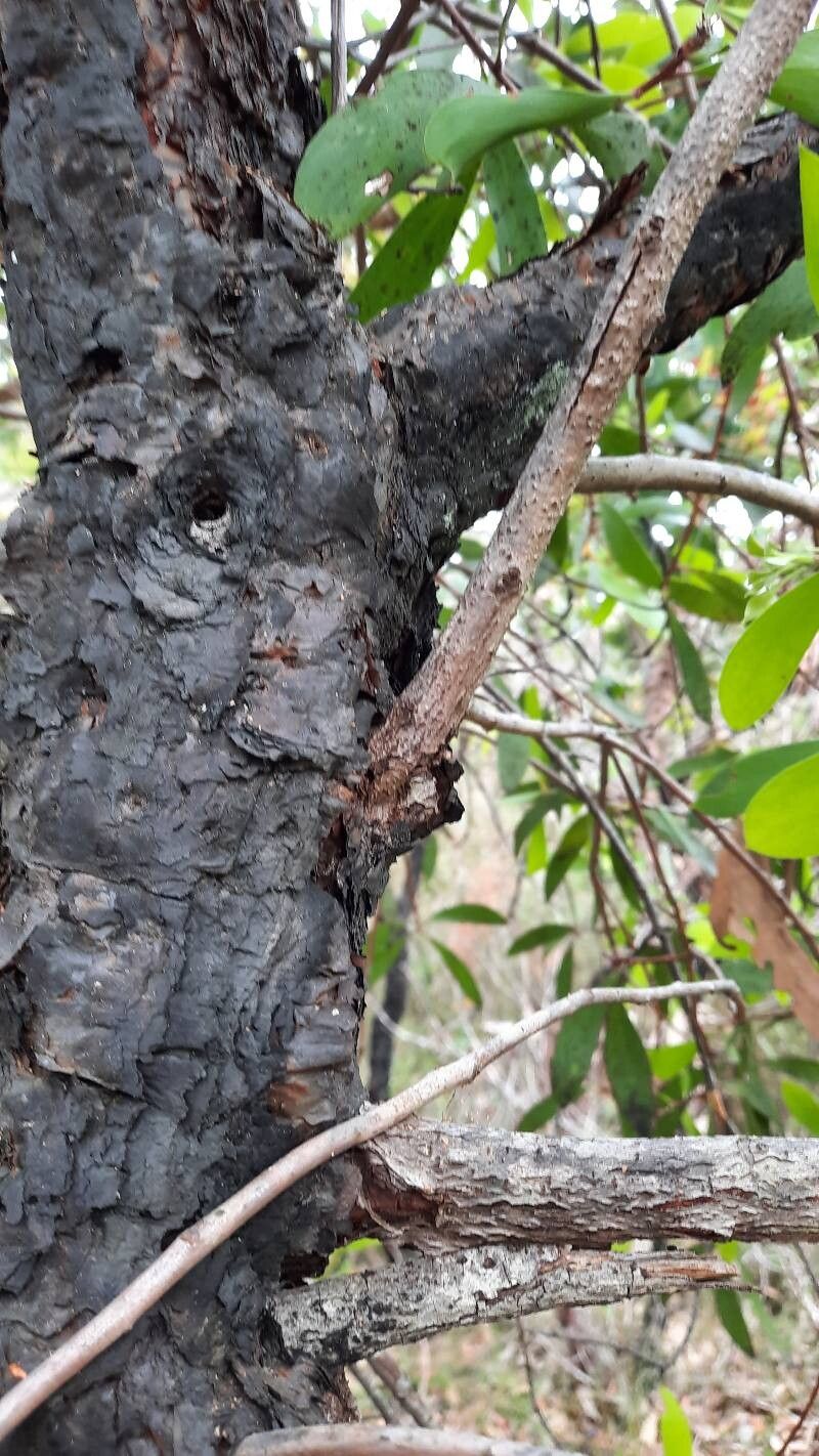 Persoonia levis bark