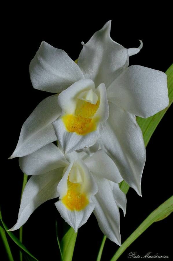 Coelogyne mooreana flower