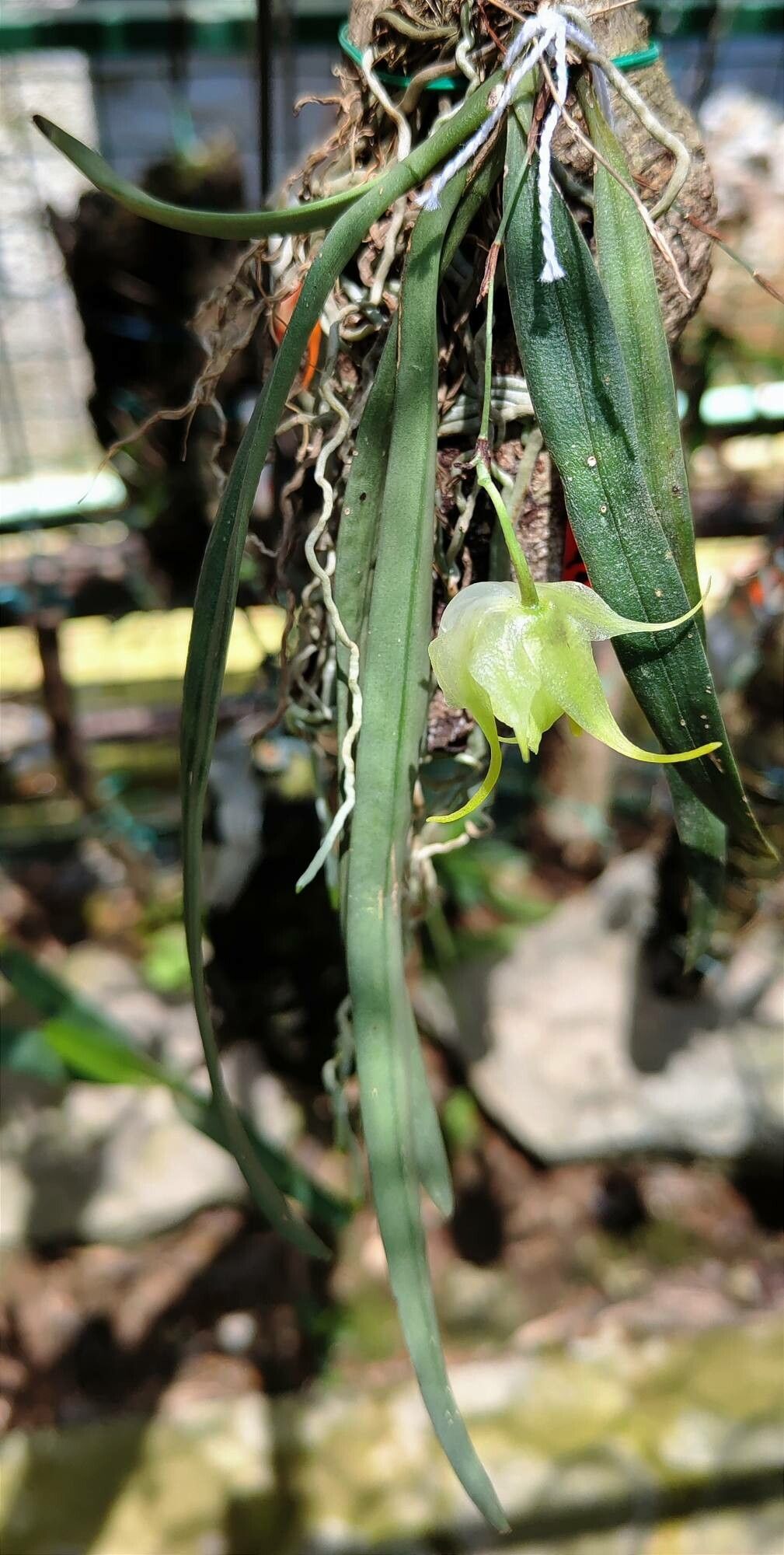 Aeranthes leandriana habit