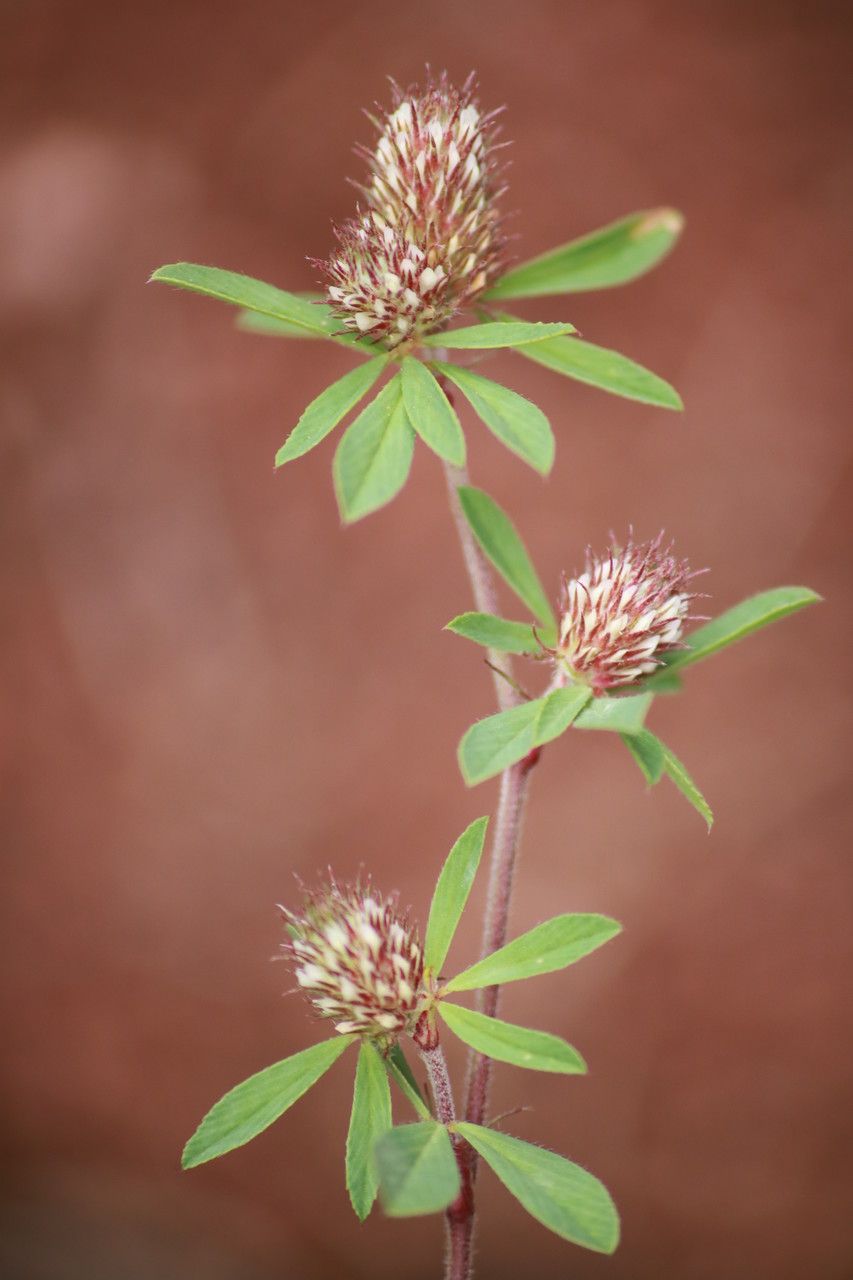 Trifolium bocconei habit