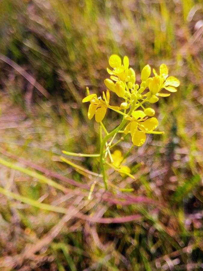 Erucastrum palustre — houseplant care guide