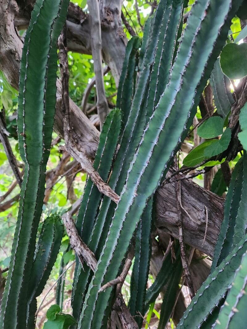 Euphorbia heterospina bark