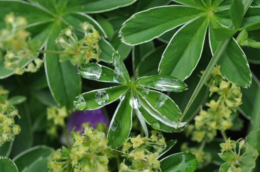 Alchemilla conjuncta flower