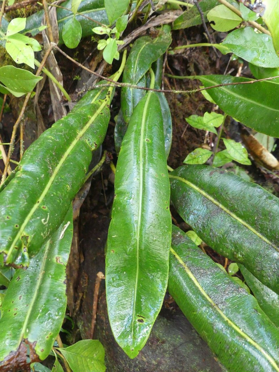 Elaphoglossum macropodium — houseplant care guide