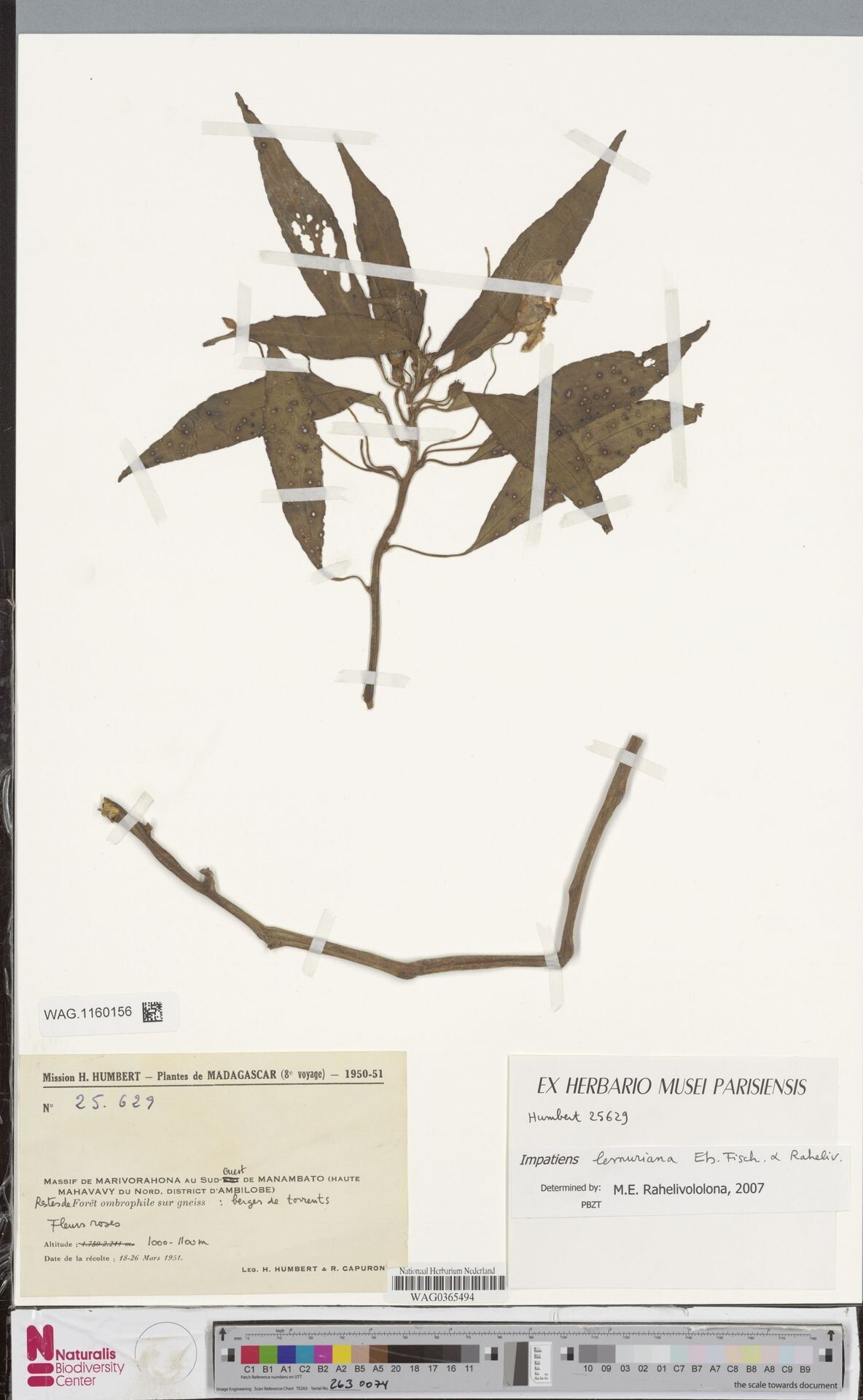 Impatiens lemuriana — houseplant care guide