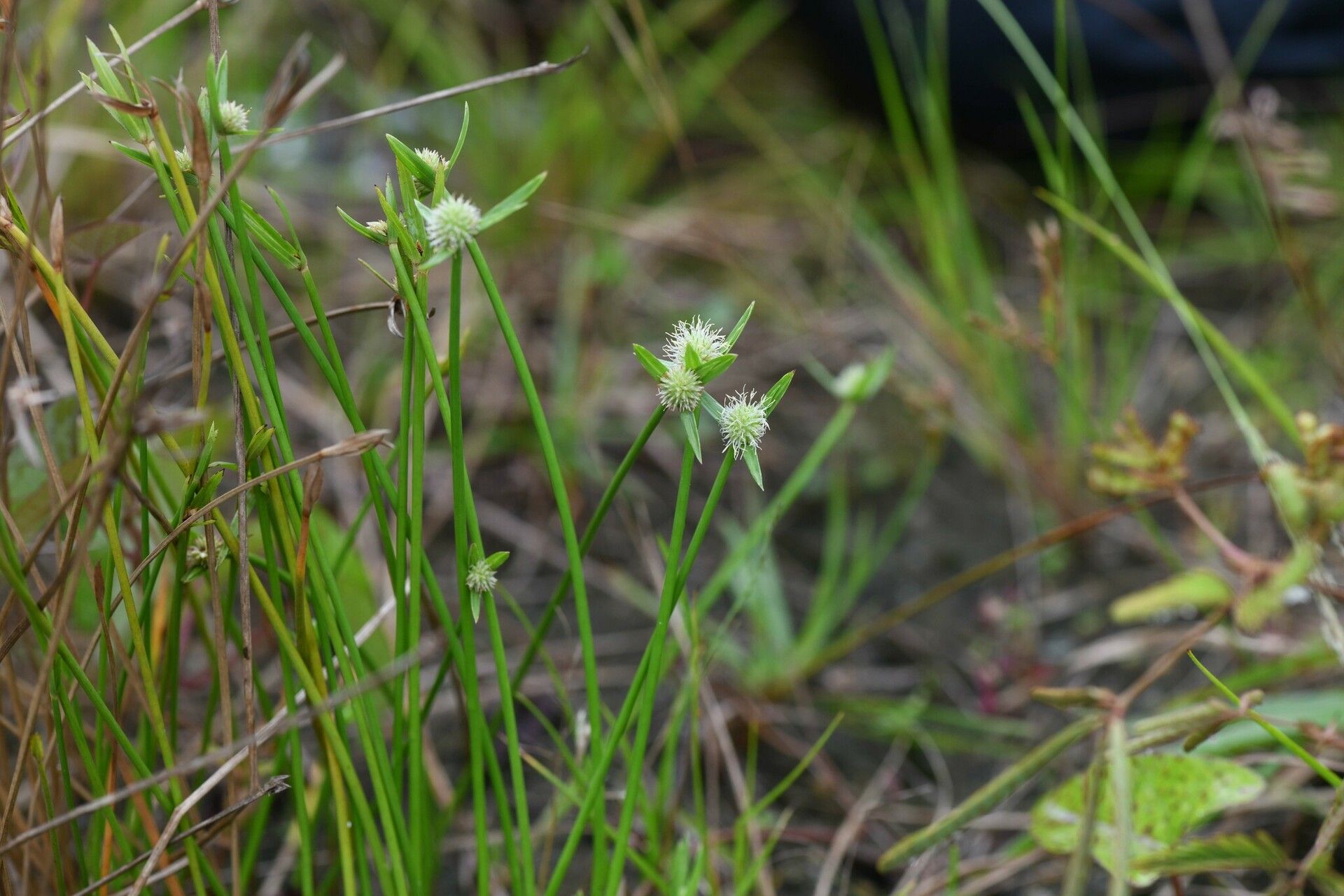 Cyperus obtusatus habit