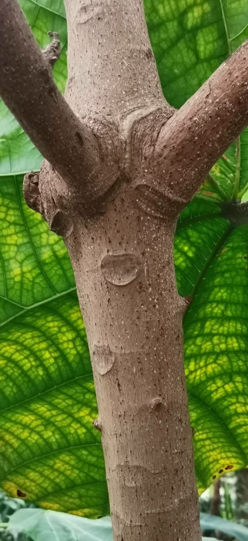 Matisia cordata bark