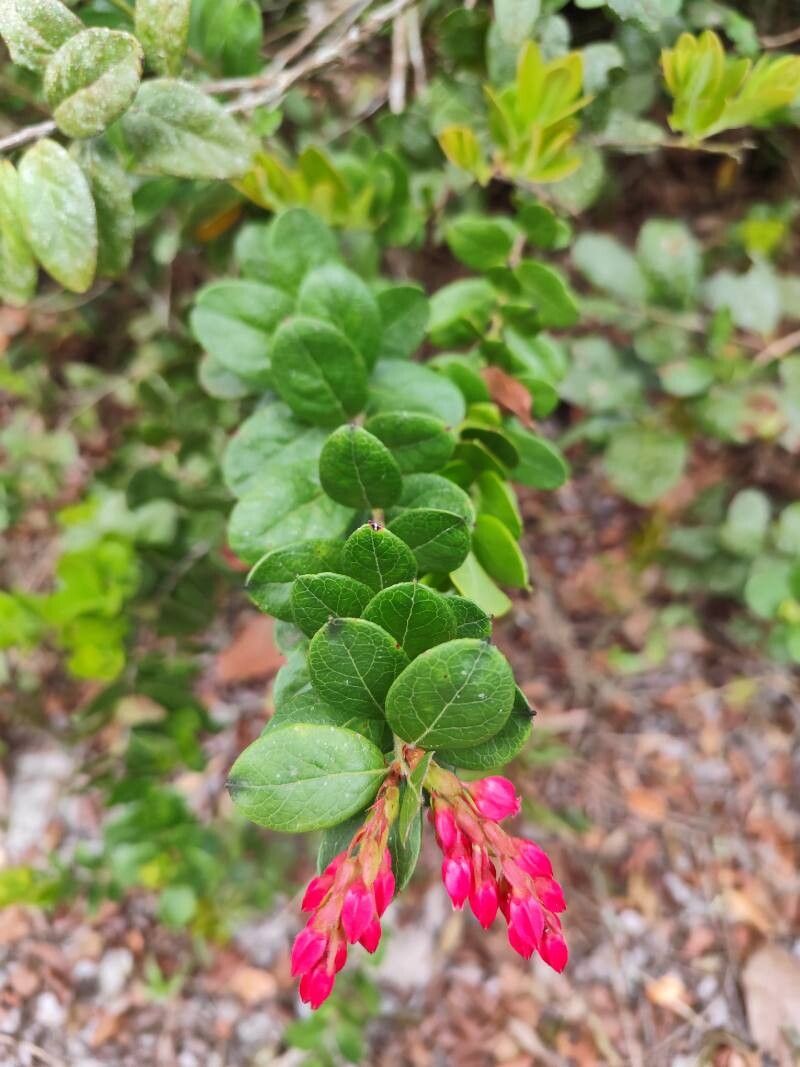 Gaylussacia brasiliensis — related species from the same genus