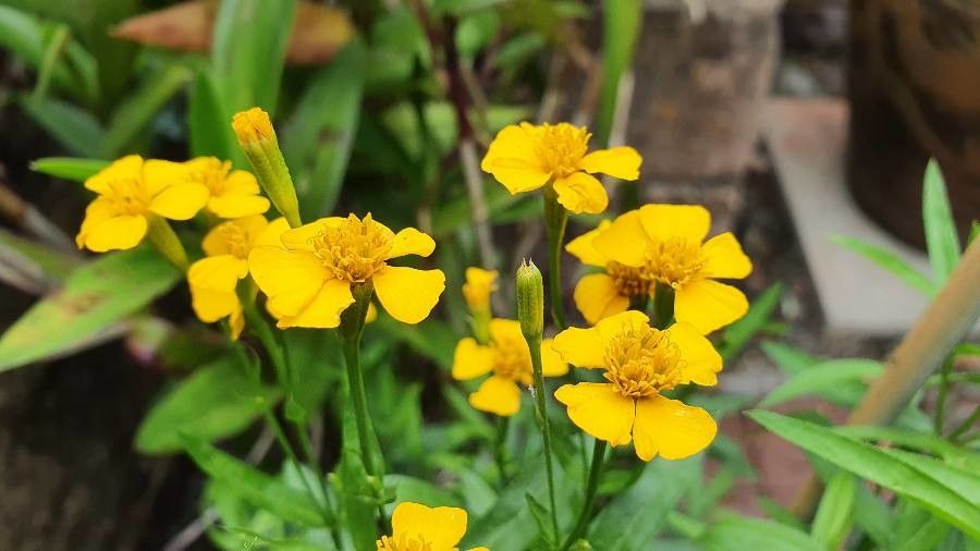 Tagetes lucida flower