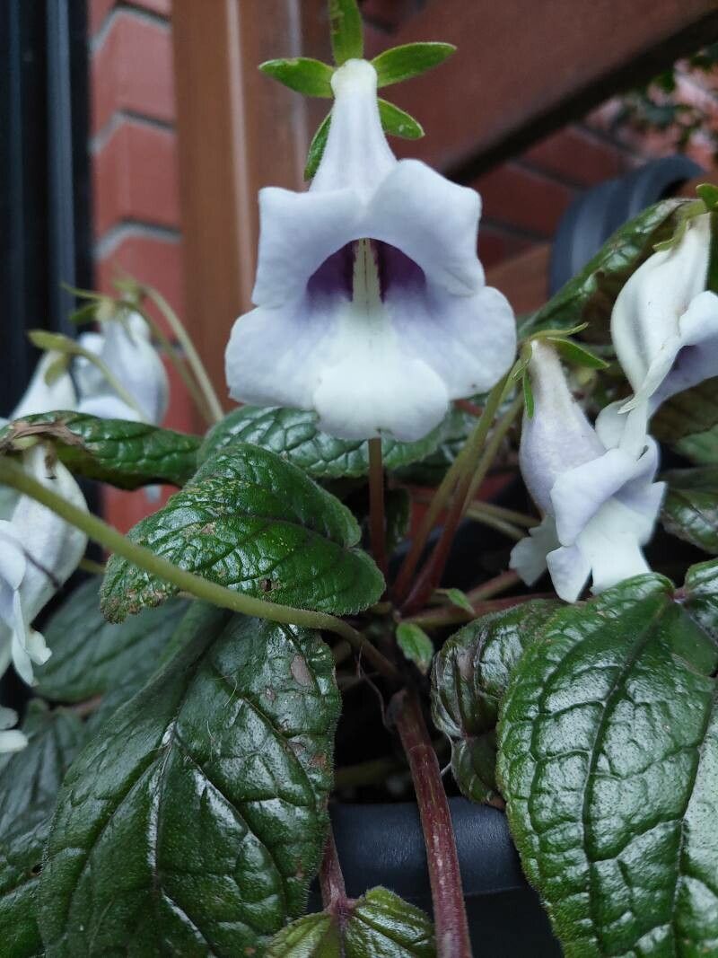 Sinningia eumorpha flower