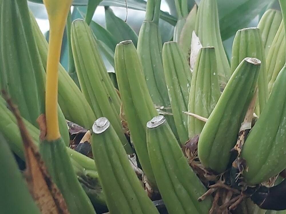 Coelogyne gardneriana bark