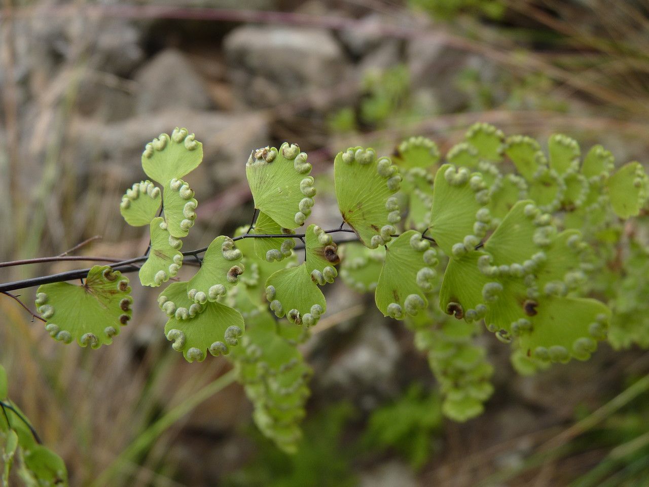Adiantum orbignyanum — search result for 'Adiantum'
