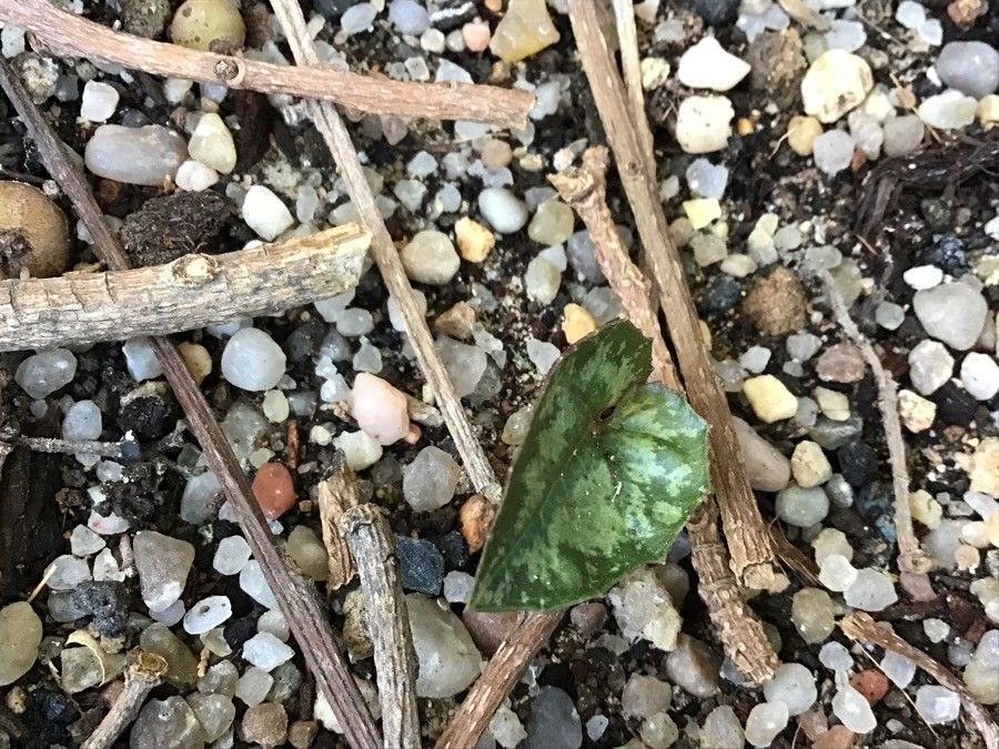 Cyclamen balearicum leaf