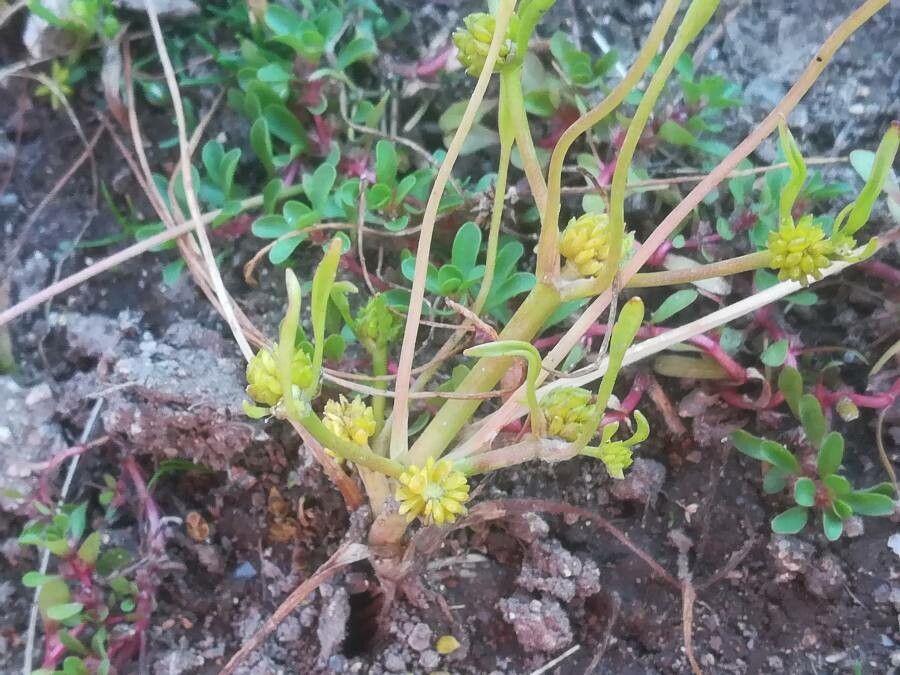 Ranunculus nodiflorus fruit