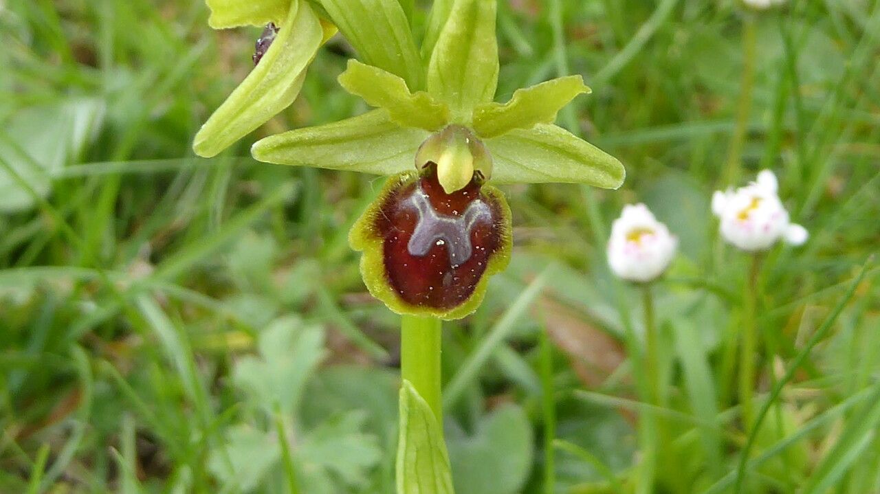 Ophrys araneola flower