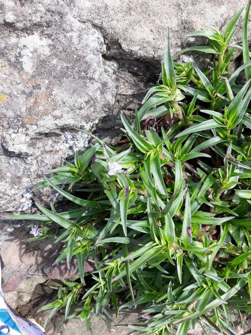 Cyanotis polyrrhiza habit