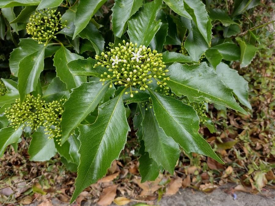 Auranticarpa rhombifolia — search result for 'Pittosporum'