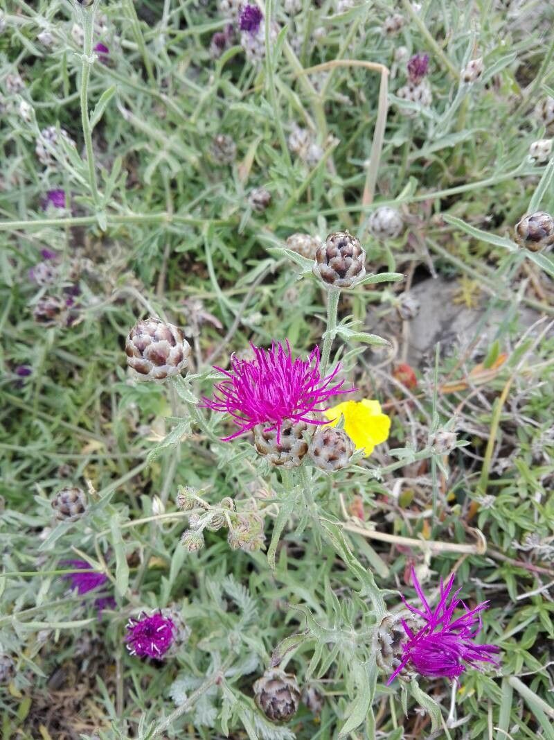 Centaurea maculosa flower