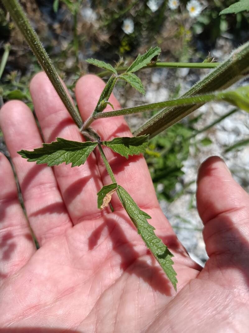 Pastinaca hirsuta leaf