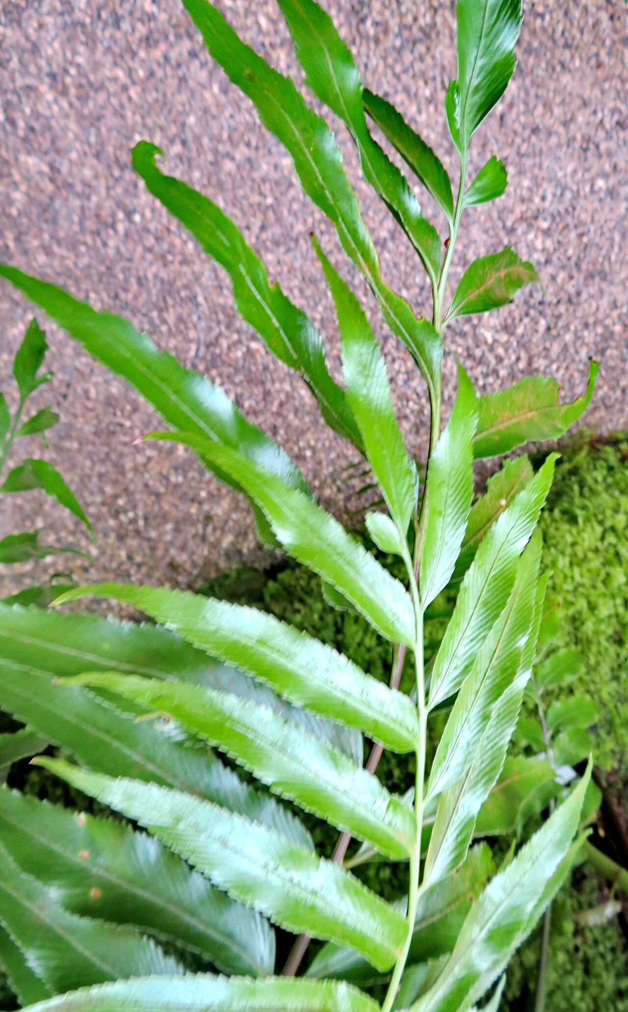 Asplenium lyallii — houseplant care guide