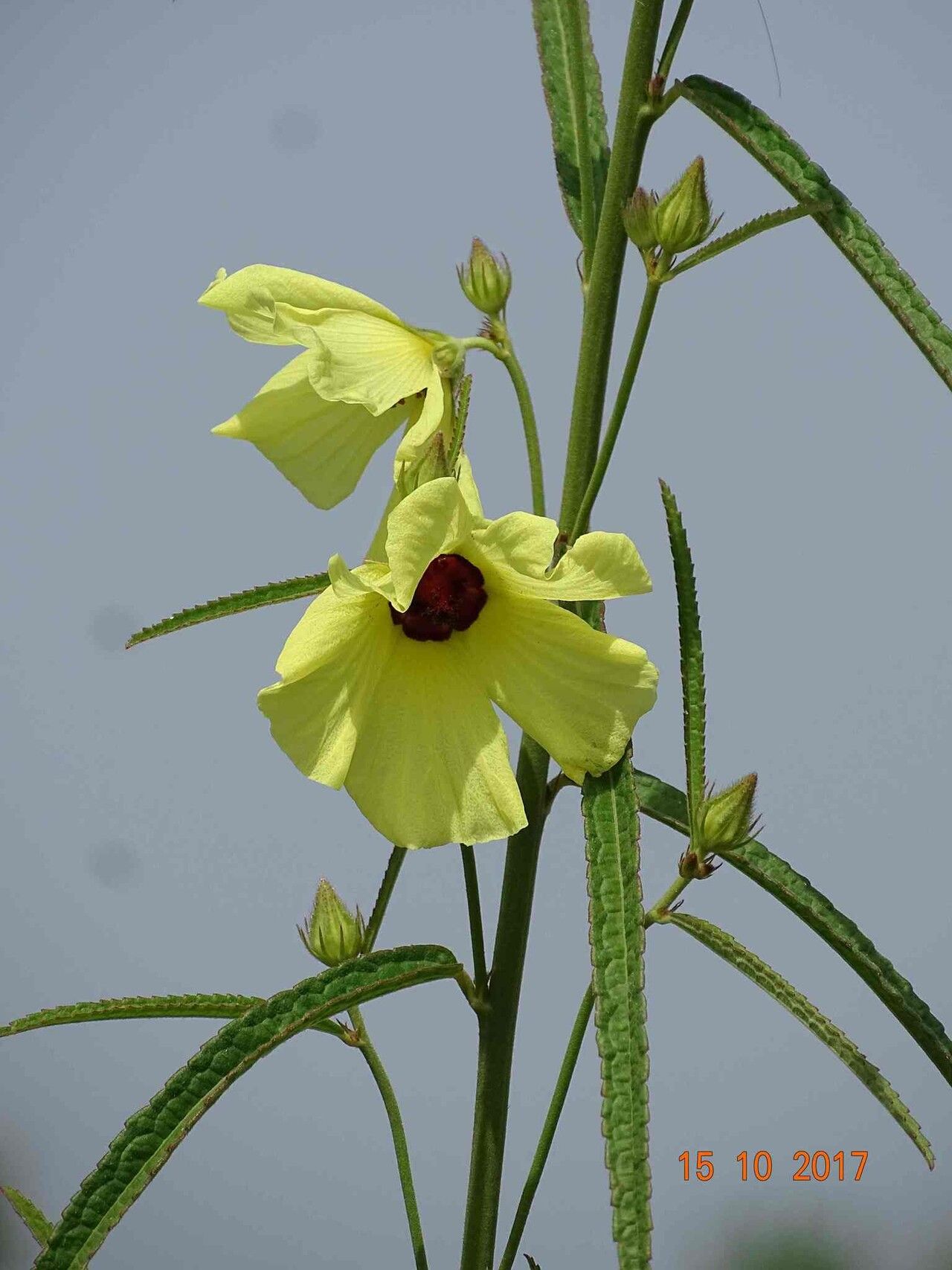 Hibiscus squamosus — houseplant care guide