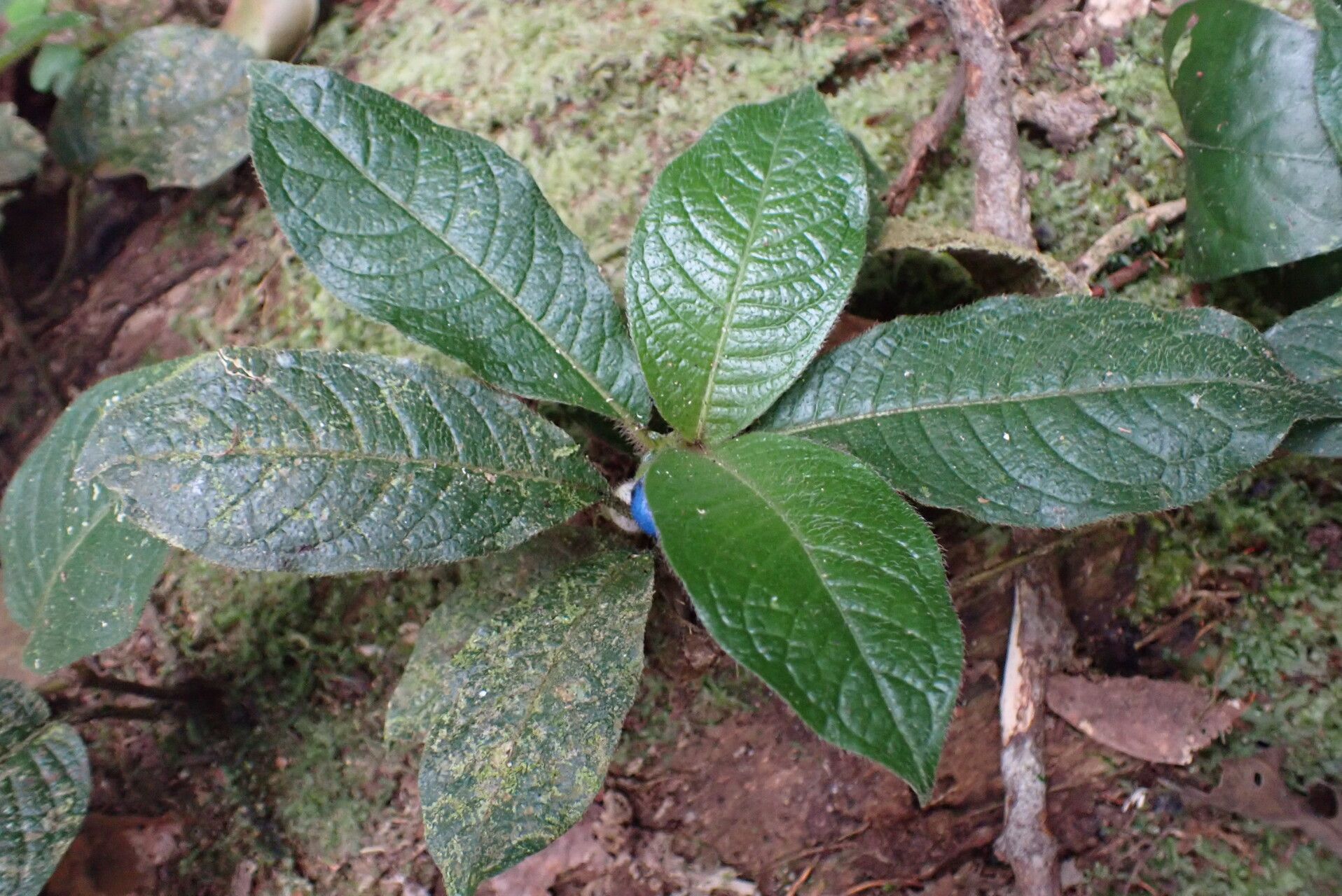 Lasianthus repens — houseplant care guide