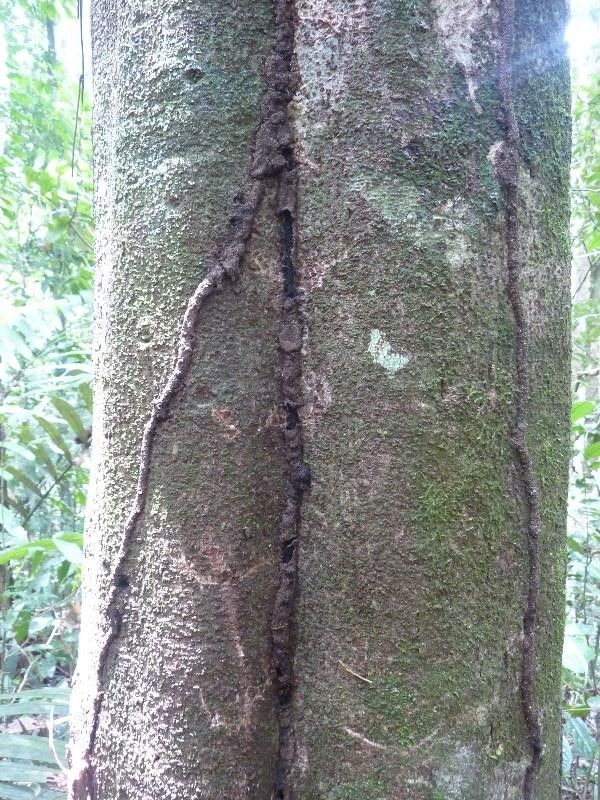 Inga leiocalycina — houseplant care guide