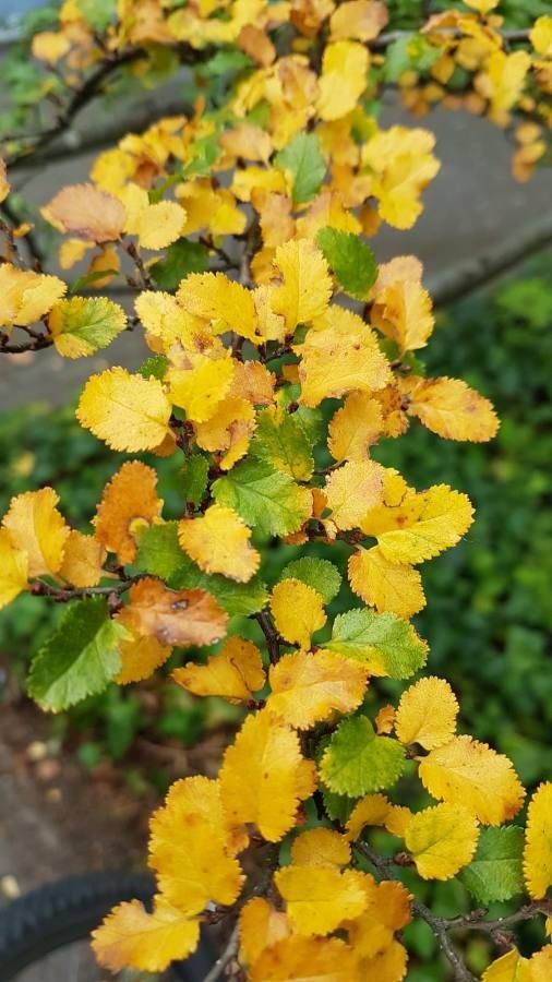 Nothofagus antarctica leaf