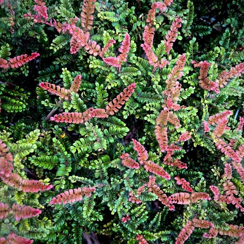 Cunonia pterophylla — houseplant care guide