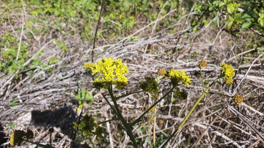 Lomatium triternatum flower