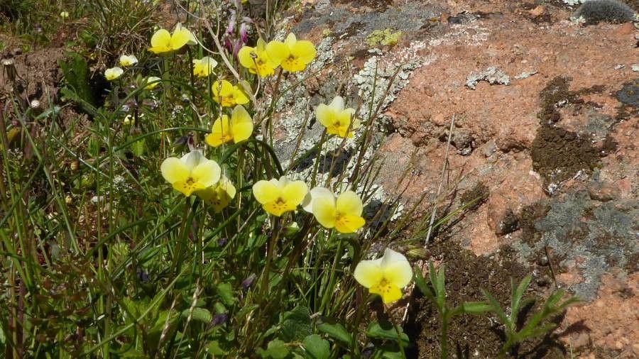 Viola roccabrunensis habit